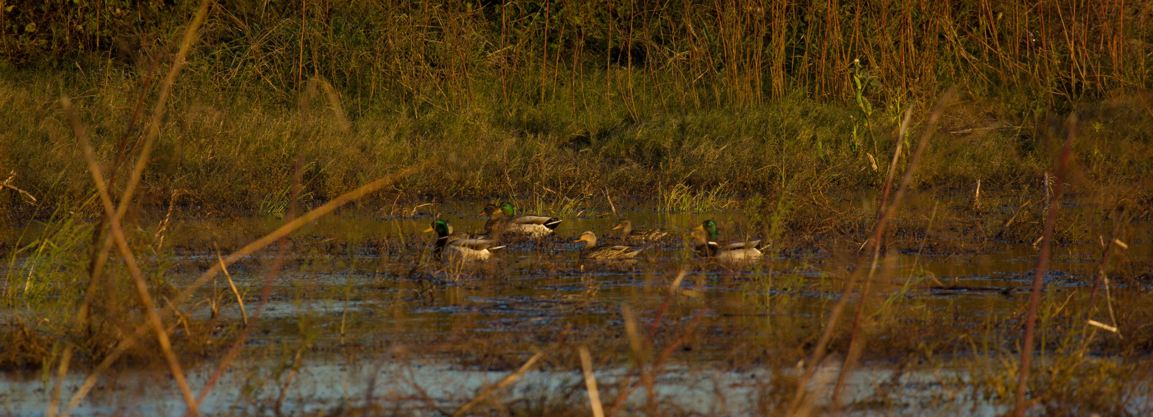 MS Delta Ducks Deer Farmland