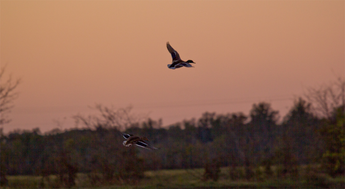 Mississippi Duck Hunting Guides, MS Delta Ducks, William Wixon, Dylan Peden, Nathan Peden, Cris Wilson